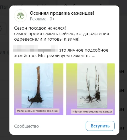 Объявление садового центра: осенняя продажа саженцев, малина ремонтантная и чёрная смородина